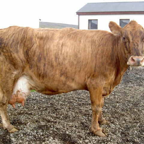 Gata 385, móðir Víðkunns 06034.