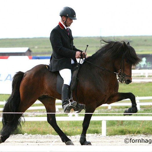 Gaumur frá Auðsholtshjáleigu/Þórður Þorgeirsson