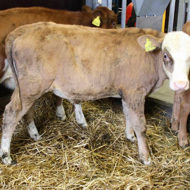 Geisli frá Ásum í Gnúpverjahreppi