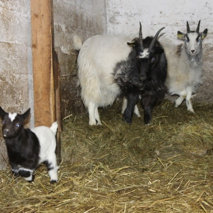 Skýrsluhald í geitfjárrækt