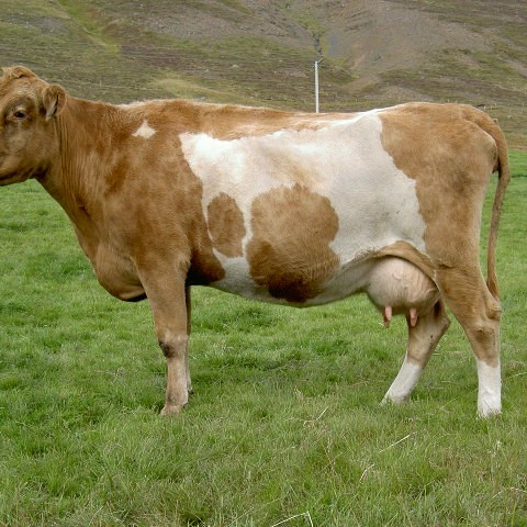 Gilitrutt 378, móðir Sússa 05037