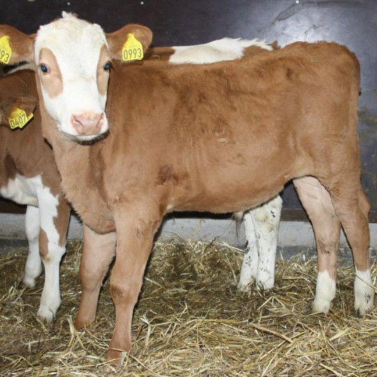 Glámur frá Ytri-Tjörnum. Faðir Klettur, móðir 708.