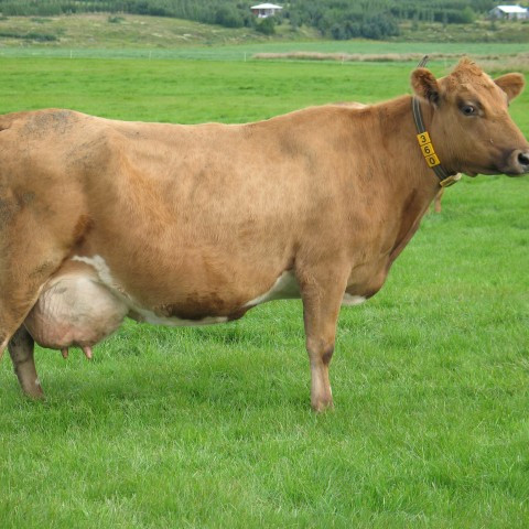 Niðurstöður úr skýrslum nautgriparæktarinnar í nóvember 2014