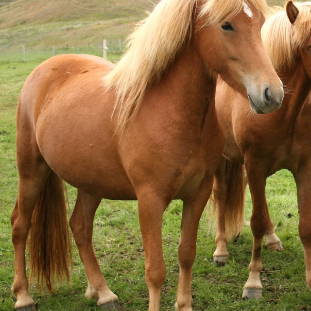 Hollaröð á yfirlitssýningu á Akureyri