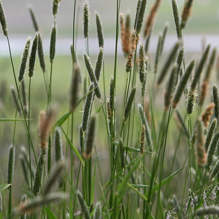 Jarðræktarstyrkir fara hækkandi