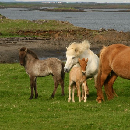 Kynbótasýning á Mið-Fossum í Borgarfirði 1.-5. júní