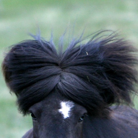 Yfirlit á Melgerðismelum 7. júní