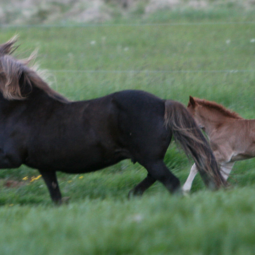 Hollaröð á yfirliti - Gaddstaðaflatir seinni vika 16.06.2017