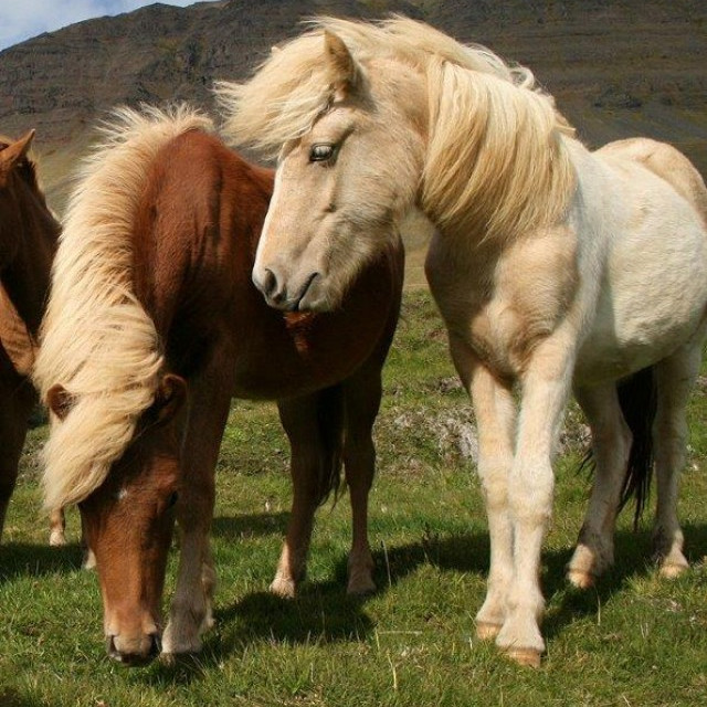 Sýningagjöld á kynbótasýningum 2014