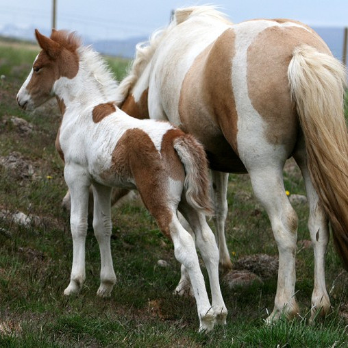 Miðsumarssýning á Dalvík - skráning opin til 20. júlí