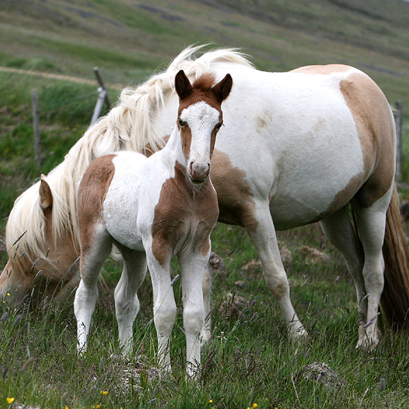 Röðun hrossa á kynbótasýningu á Gaddstaðaflötum 6. til 9. júní