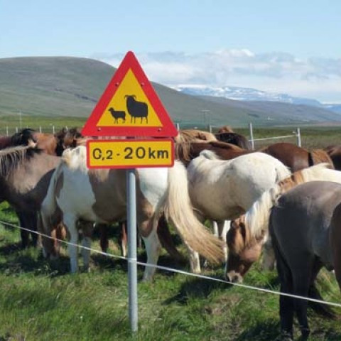 15.-16. ágúst 2013: Síðsumarssýning á Blönduósi