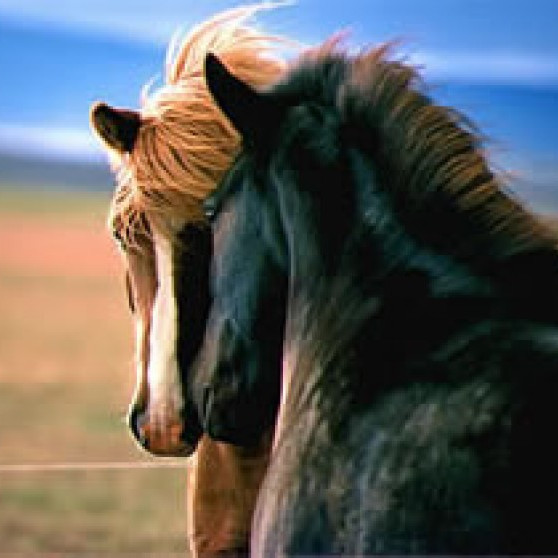 Ljósmyndari: Helga Thoroddsen