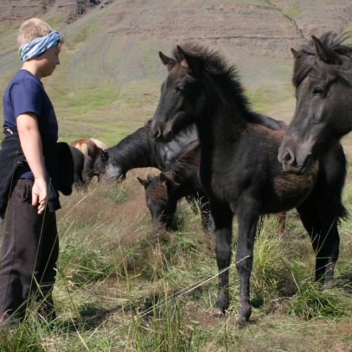 Hollaröðun á yfirliti á Dalvík föstudaginn 23. ágúst