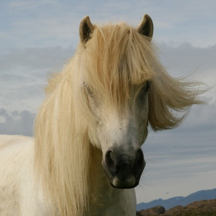 Hollaröð yfirlitssýningar á Mið-Fossum 5. júní