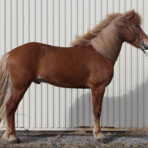 Uppstilling hrossa í sköpulagsdómi