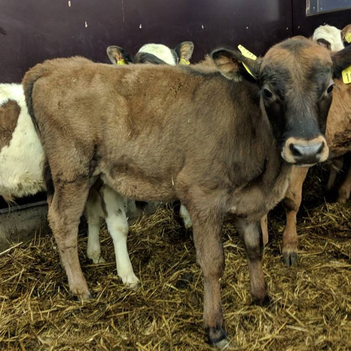 Hirðir frá Hrepphólum í Hrunamannahreppi