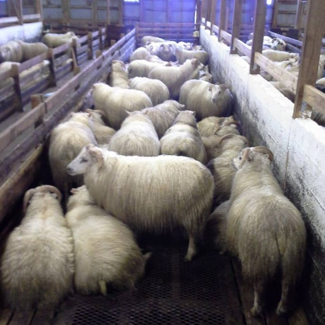 Umsóknir um styrki vegna afkvæmarannsókna í sauðfjárrækt