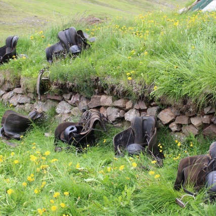 Kynbótasýningar á Akureyri og Selfossi 23.-27. maí