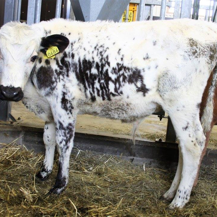 Hraunar frá Austvaðsholti