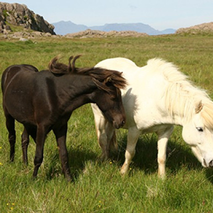 19.-23. ágúst 2013: Síðsumarsýning á Gaddstaðaflötum