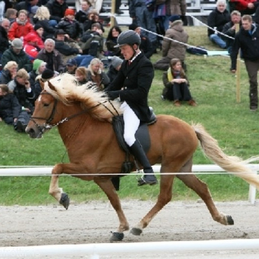 Röðun hrossa á kynbótasýningu á Stekkhólma 30. - 31. maí