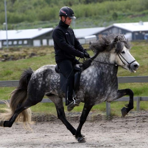 Kynbótasýning á Miðfossum 10. - 14. júní