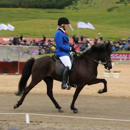 Fjöldi sýndra hrossa á Íslandi sumarið 2016