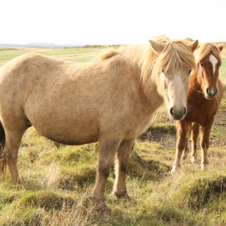 Yfirlitssýning kynbótahrossa á Selfossi
