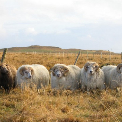 Kynning á hrútakosti sæðingastöðvanna 2013-2014