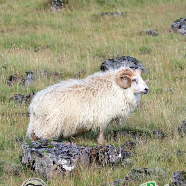 Hrútafundir framundan