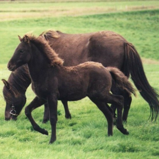 Síðsumarssýning á Miðfossum