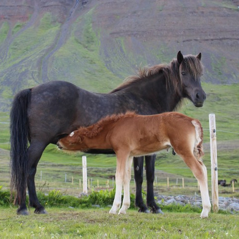Hollaröð á síðsumarssýningu á Sauðárkróki 14.-15. ágúst