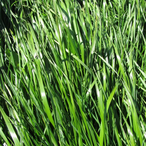 Skráningarblöð í dráttarvélina