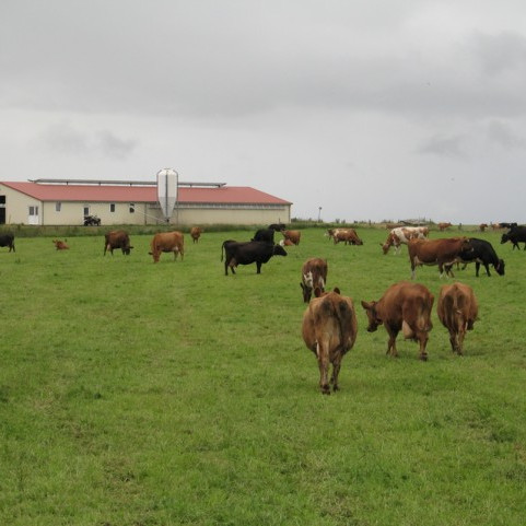 Niðurstöður úr skýrslum nautgriparæktarinnar í nóvember 2013