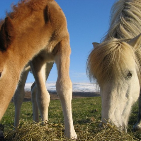 Skráningarfrestur framlengdur á kynbótasýningu í Víðidal 13.-14. maí