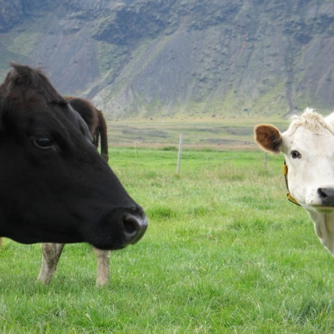 Fræðslufundur um fóðrun mjólkurkúa - Egilsstöðum