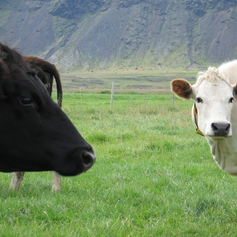 Greiðslumark mjólkur verður 136 milljónir lítra á árinu 2016