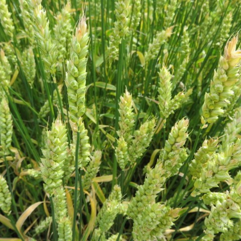 Mikilvægt að fylgjast með ástandi jarðvegs