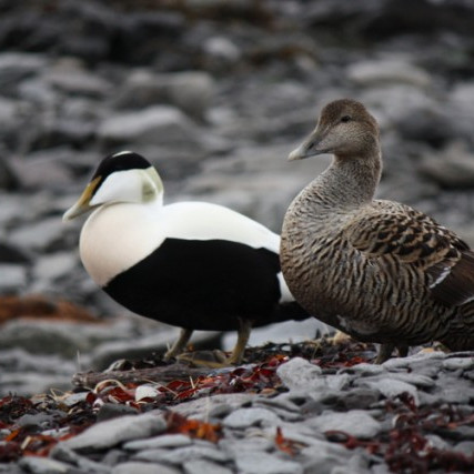 Kynningarferð hlunnindaráðunautar RML um Vestfirði