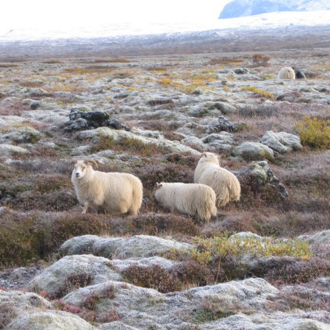Göngum flýtt víða á norðanverðu landinu vegna veðurspár