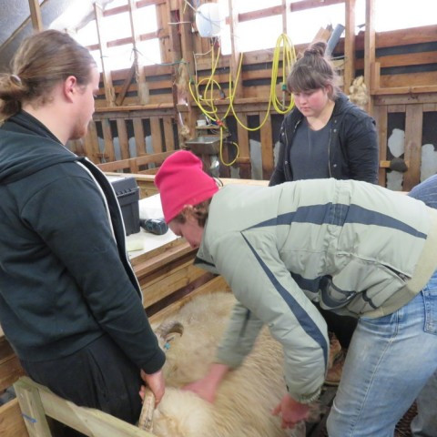 Sauðfjárskólinn - Umsóknarfrestur framlengdur til 30. október