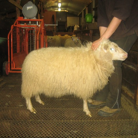 Um sauðfjárskoðun 2015