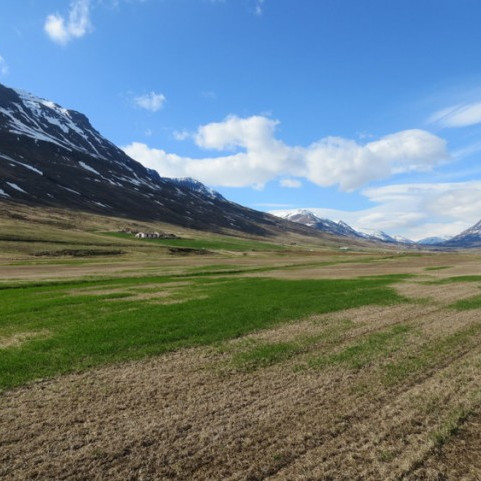 Meira en 5000 hektarar skemmdir vegna kals