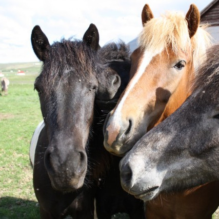 Miðsumarssýning á Gaddstaðaflötum 21.-22. júlí - Hollaröð