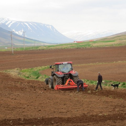 Ræktun eftir kal á Þverá í Öxnadal