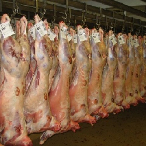 Afkvæmarannsóknir í sauðfjárrækt 2013