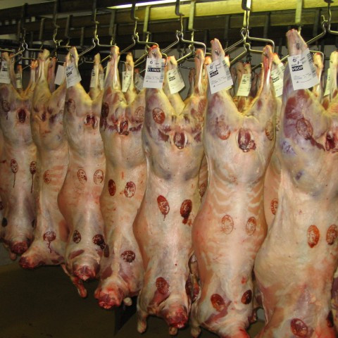 Kynbótamat í sauðfjárrækt