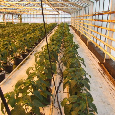 Hollenskur paprikuráðunautur í heimsókn