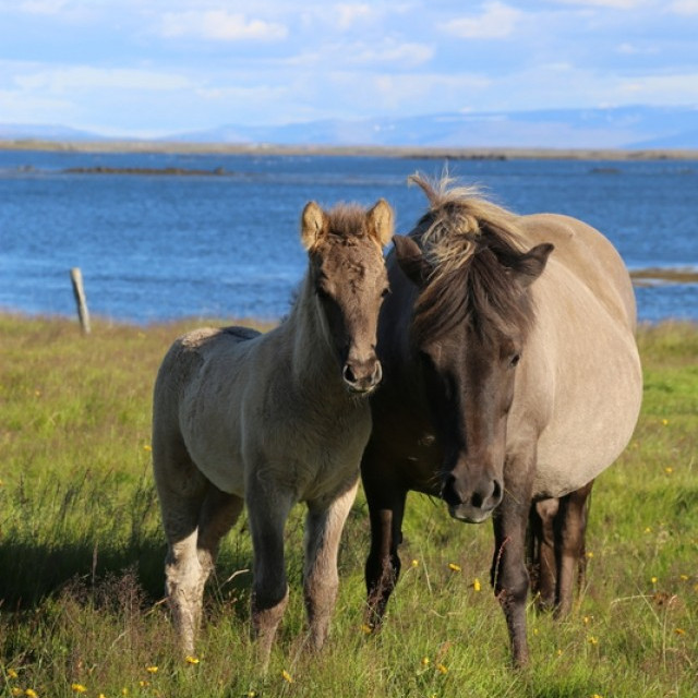 Stóðhestaskýrslur/fyljunarvottorð - gjaldtaka